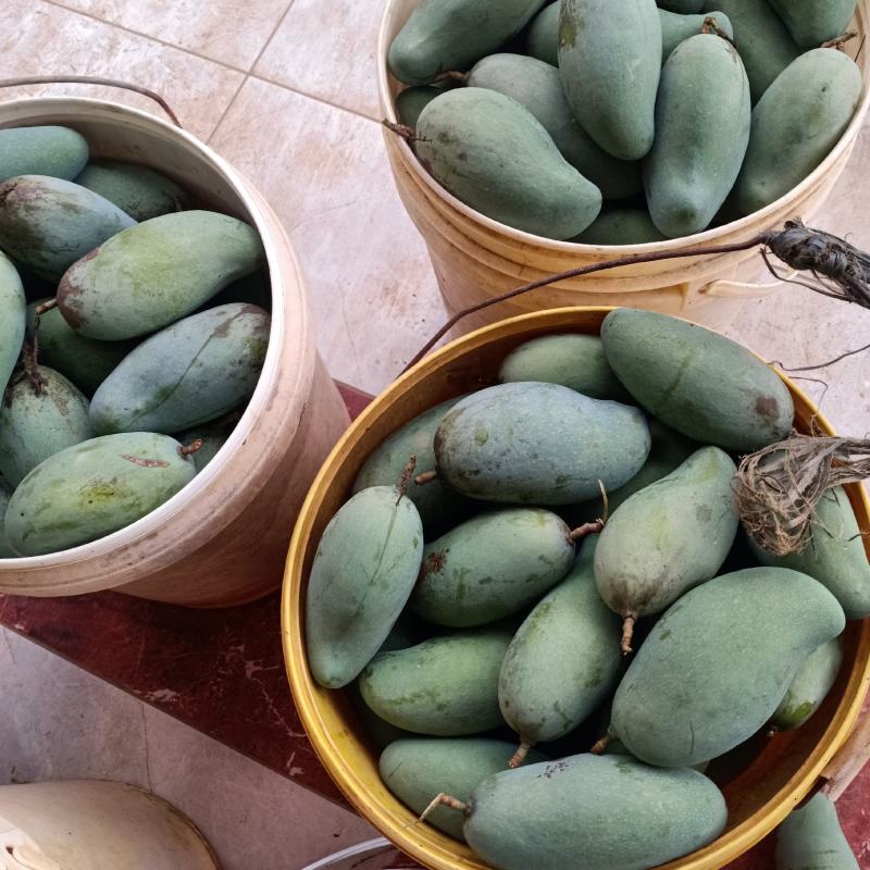 广西百色桂七芒果