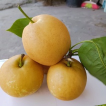 脆冠梨