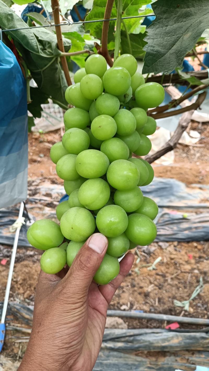 阳光玫瑰希拉果