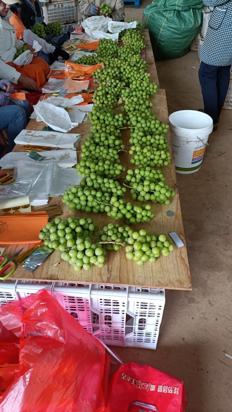 阳光玫瑰希拉果