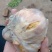 鸡宝