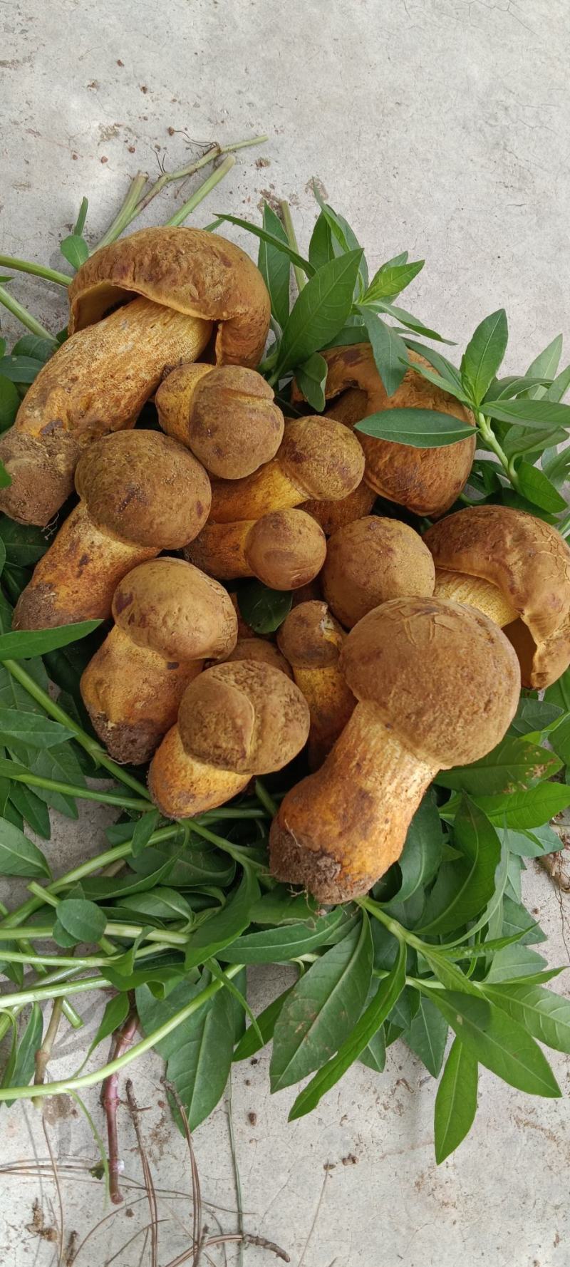 黄濑头：大自然的馈赠，舌尖上的美味。现采现发！