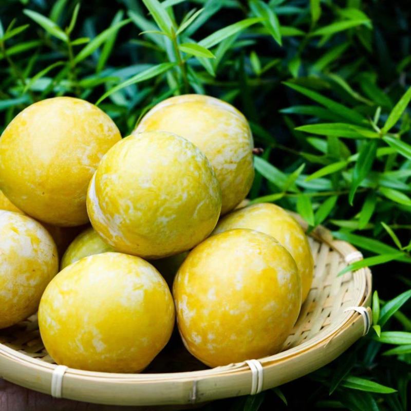 黄金奈李