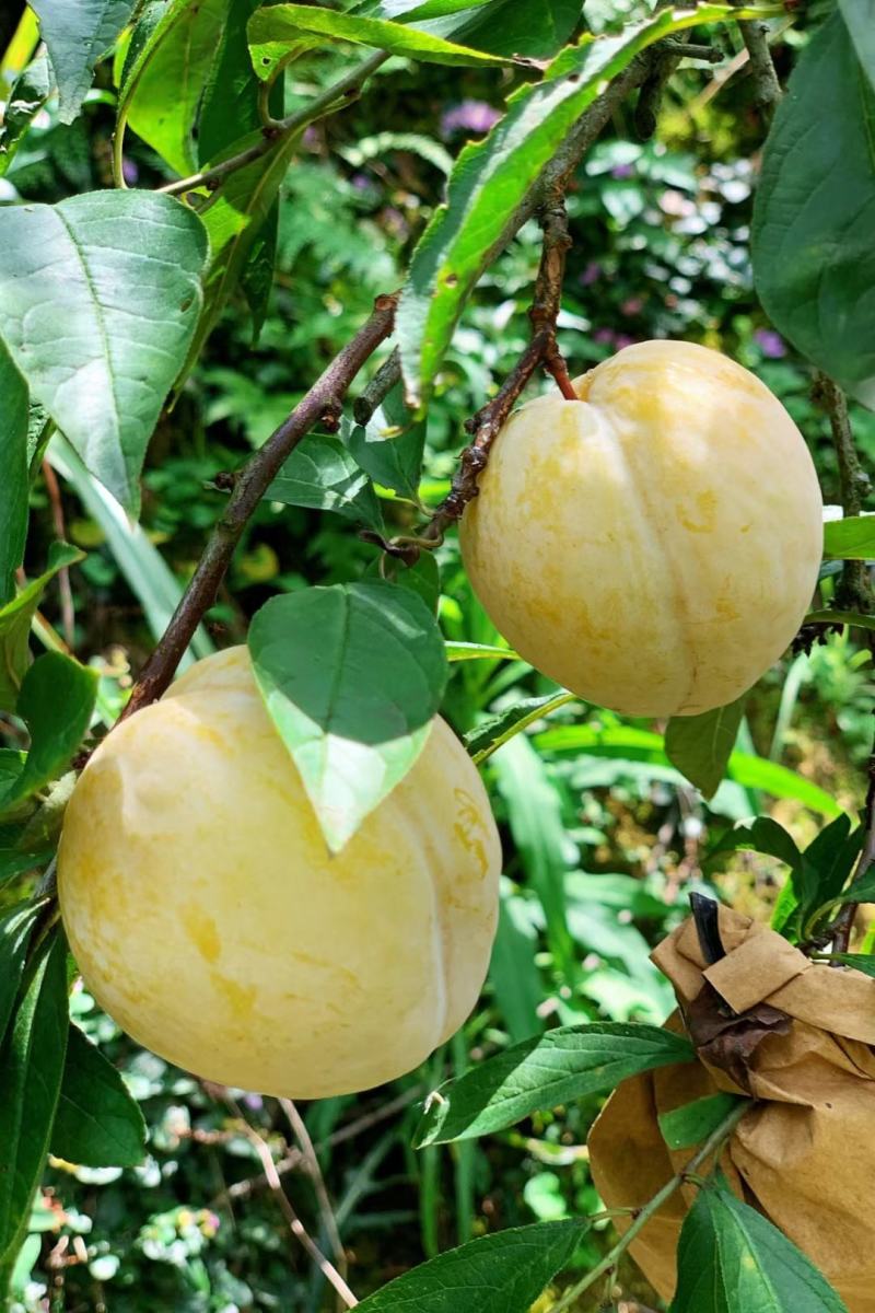 黄金奈李