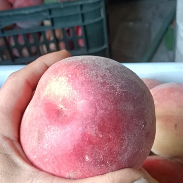 突围桃大量上欢迎老板来电话联系果行好硬度高