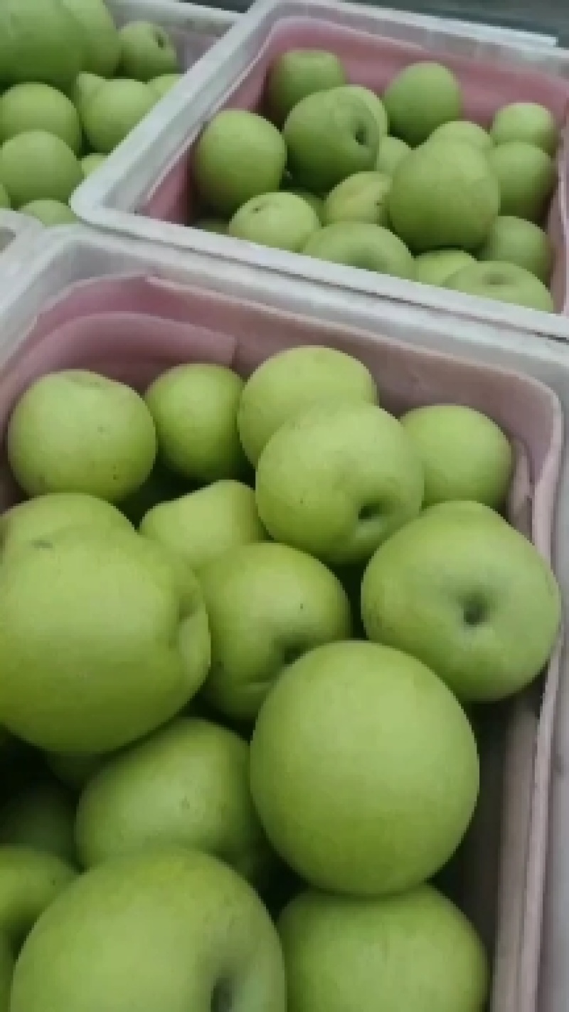 砀山精品青皮皇冠梨，对接电商平台，各大水果交易市场
