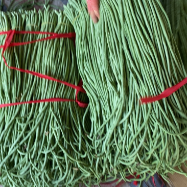 露地精品长豆角大量上市！产地直发，可视频看货！