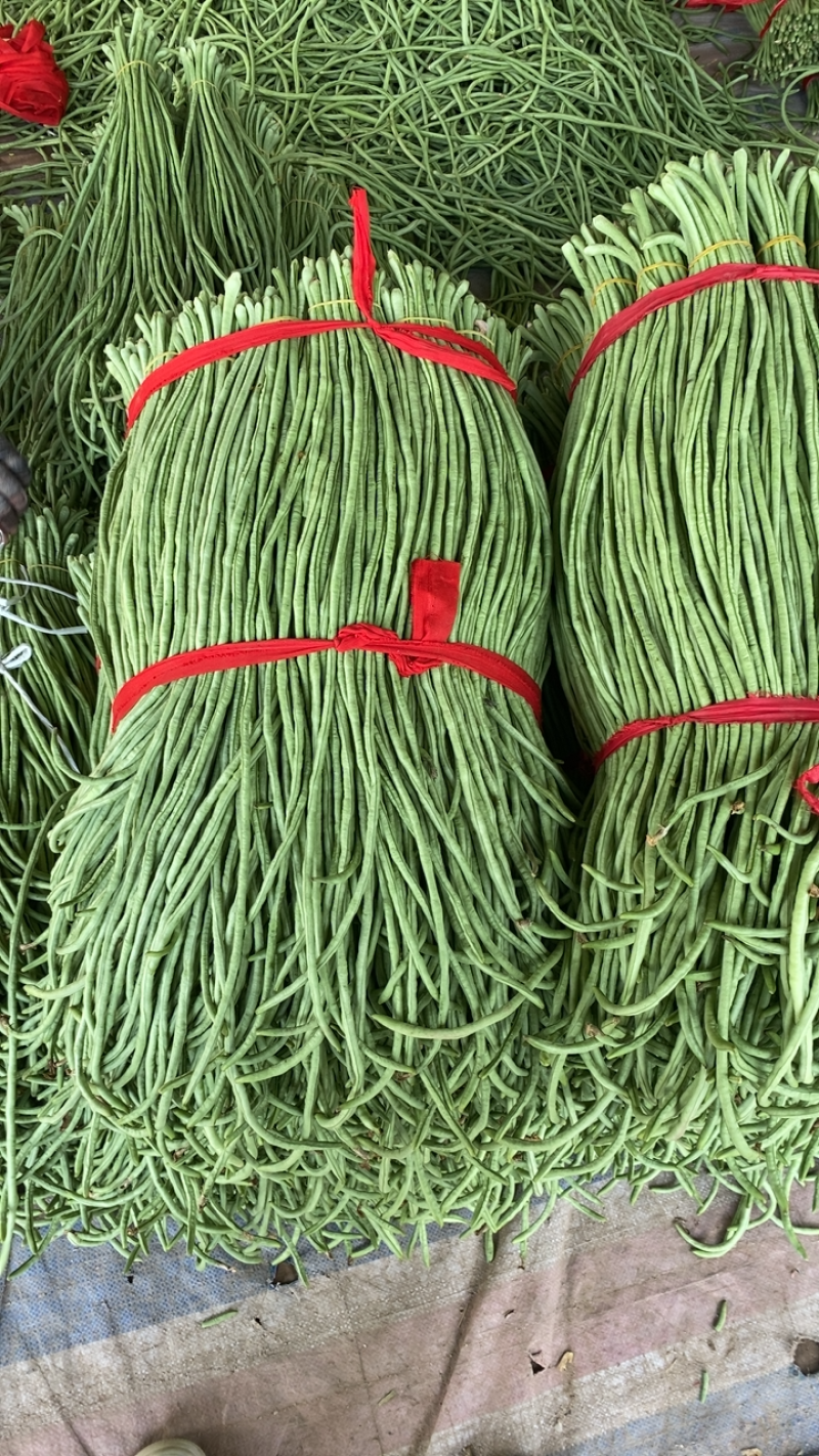 露地精品长豆角大量上市！产地直发，可视频看货！