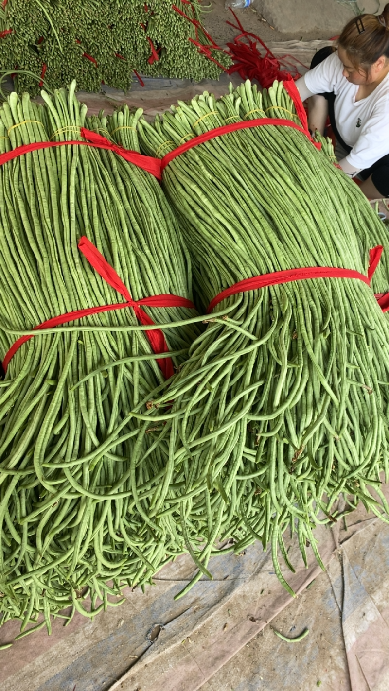 露地精品长豆角大量上市！产地直发，可视频看货！