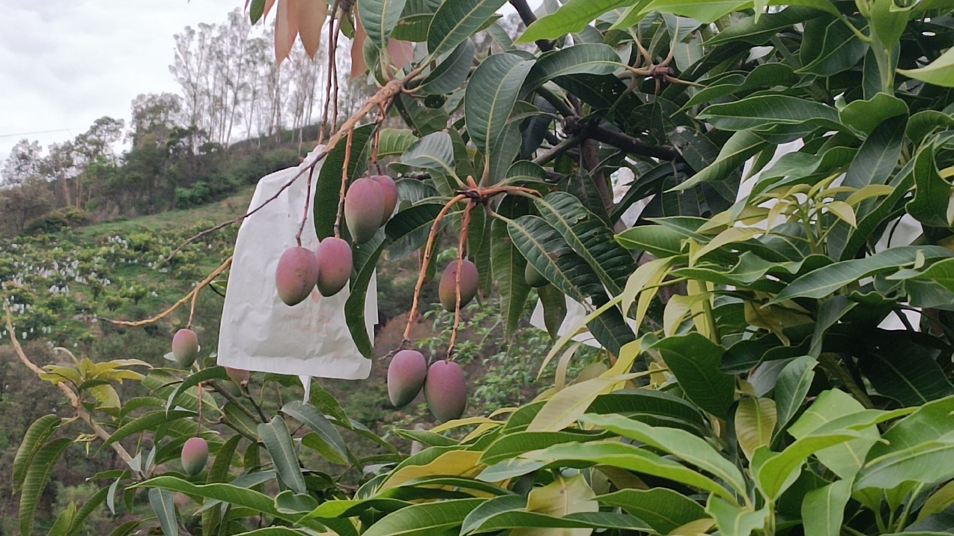 小台农芒果园实景