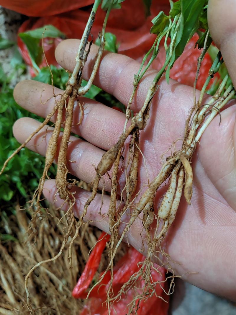 百部，对叶百部，紫花百部，云南大叶紫花百部