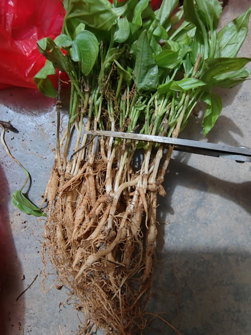 百部，对叶百部，紫花百部，云南大叶紫花百部