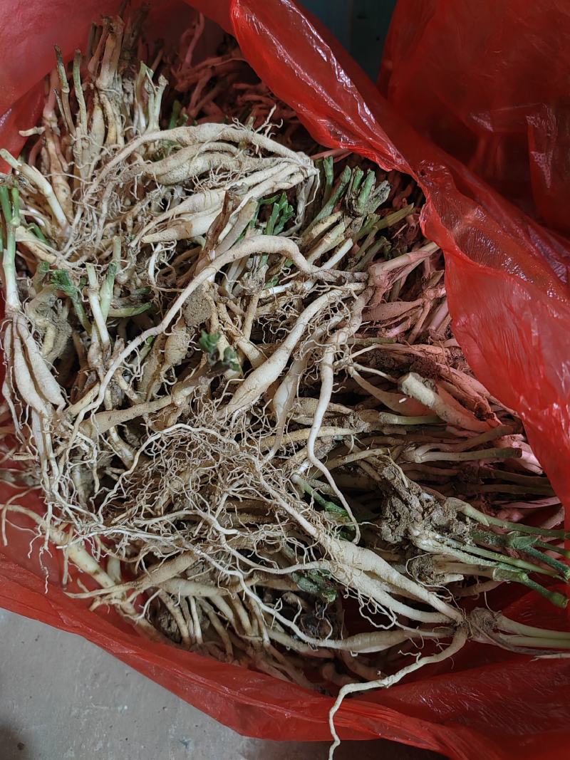 百部，对叶百部，紫花百部，云南大叶紫花百部