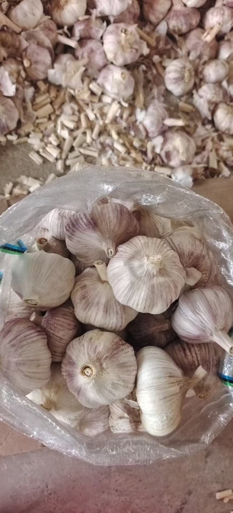 精品大蒜