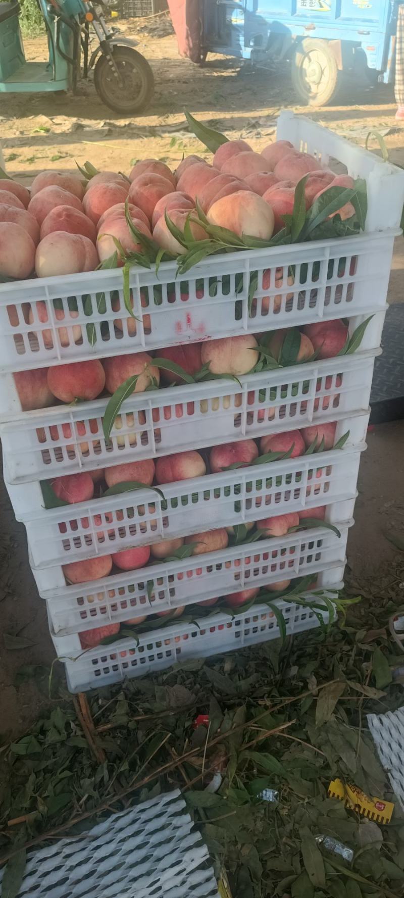 热销！中桃8号！突围桃！品种齐全！保质保量！欢迎砸单！
