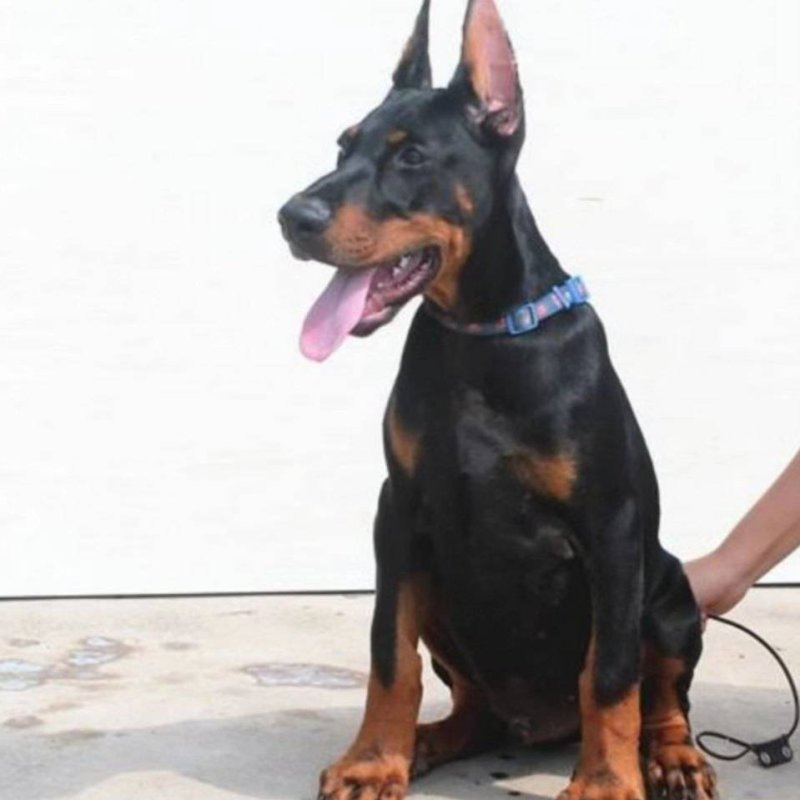 双血统纯种杜宾一只，杜宾幼犬