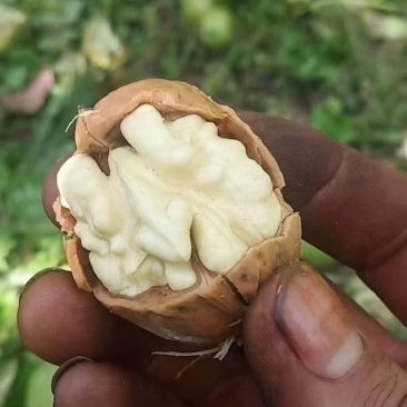 凉山核桃（青壳核桃.鲜核桃）