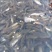 鱼苗养殖基地供应精品军鱼苗石娟鱼苗技术服务支持品质保证