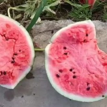 西瓜质量好皮薄肉厚汁多价格合理货源充足欢迎各位老板前来选