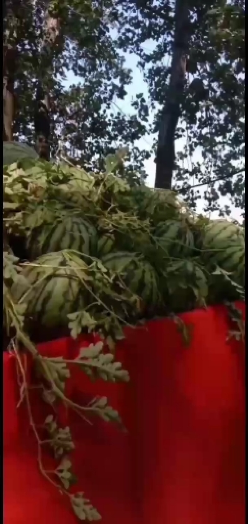 西瓜质量好皮薄肉厚汁多价格合理货源充足欢迎各位老板前来选