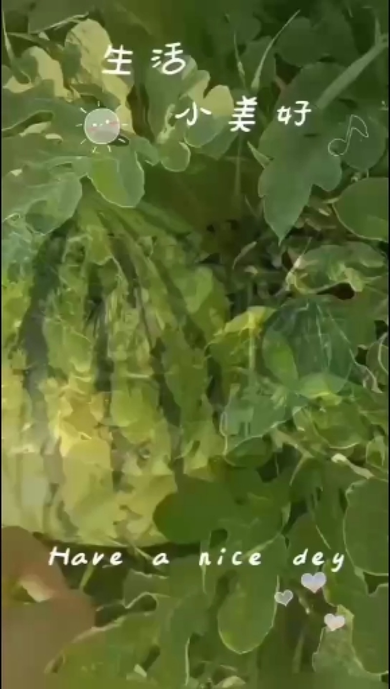 西瓜质量好皮薄肉厚汁多价格合理货源充足欢迎各位老板前来选