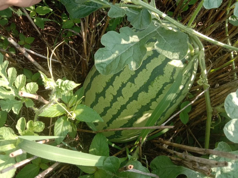西瓜质量好皮薄肉厚汁多价格合理货源充足欢迎各位老板前来选