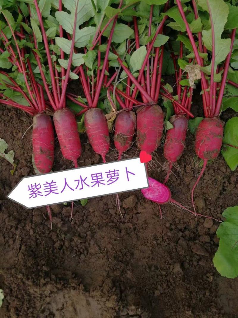 紫美人水果萝卜种子颜色新颖口感脆甜营养丰富商品性好