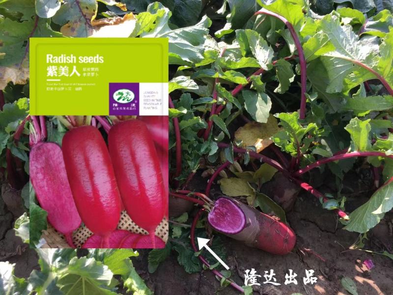 紫美人水果萝卜种子颜色新颖口感脆甜营养丰富商品性好