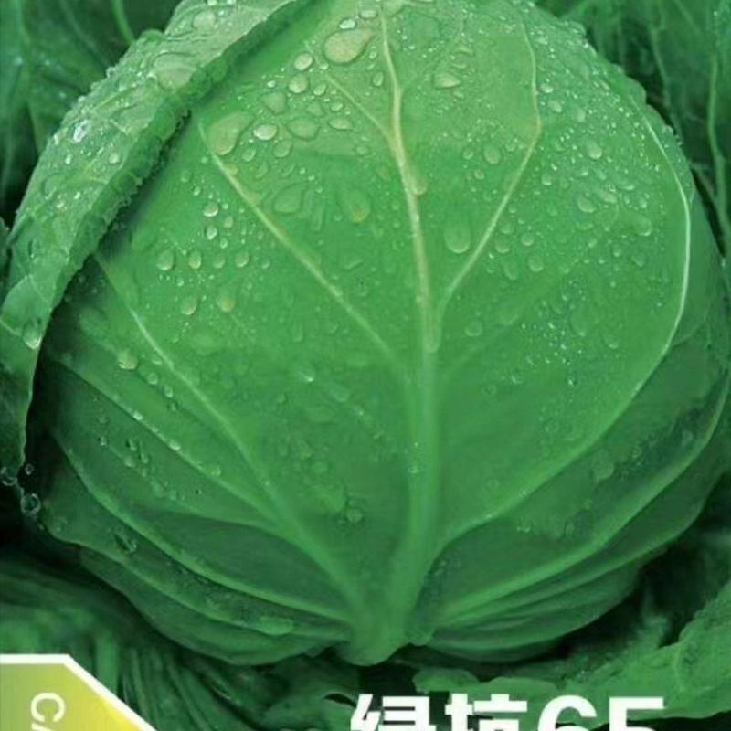绿抗65春秋早熟甘蓝种子，圆包，耐热叶球鲜绿有光泽