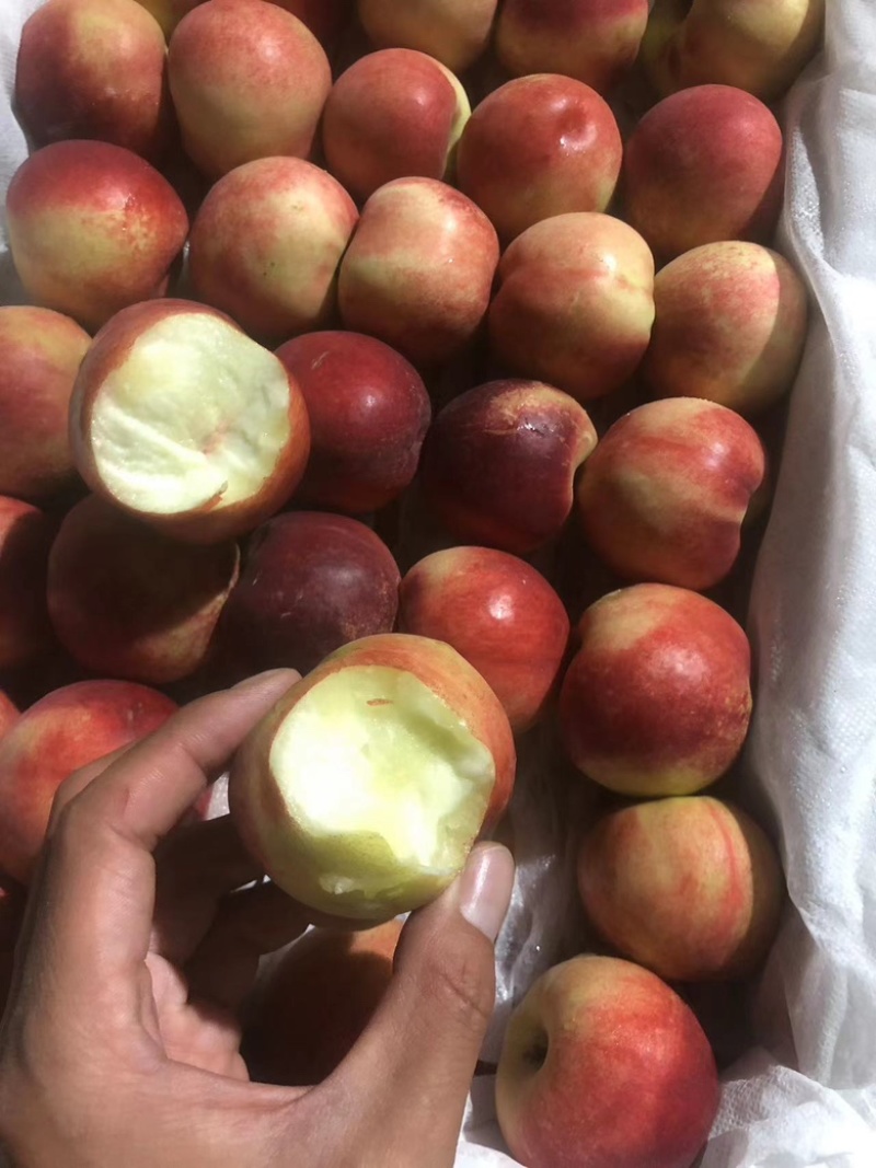 一抹红晕果库枣油桃