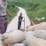 蜜本南瓜