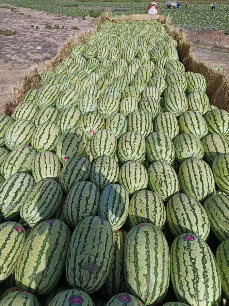 《推荐》宁夏沙坡头区香山硒砂瓜，产地实发，大量上市中！