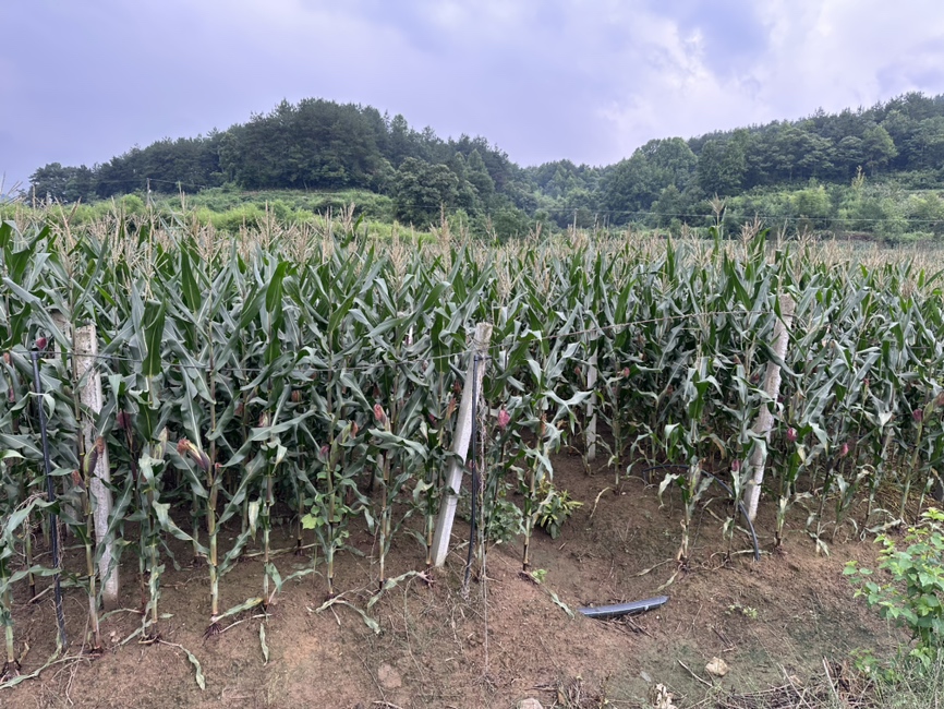 田间种植的糯玉米