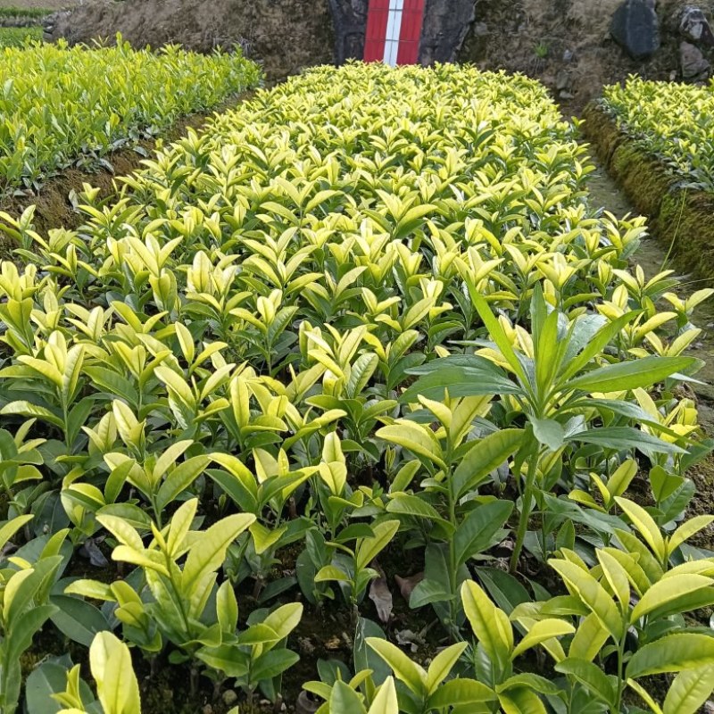 茶树苗金镶玉茶树苗，黄奶白色，绽放芽头，光泽耀眼，裁种易
