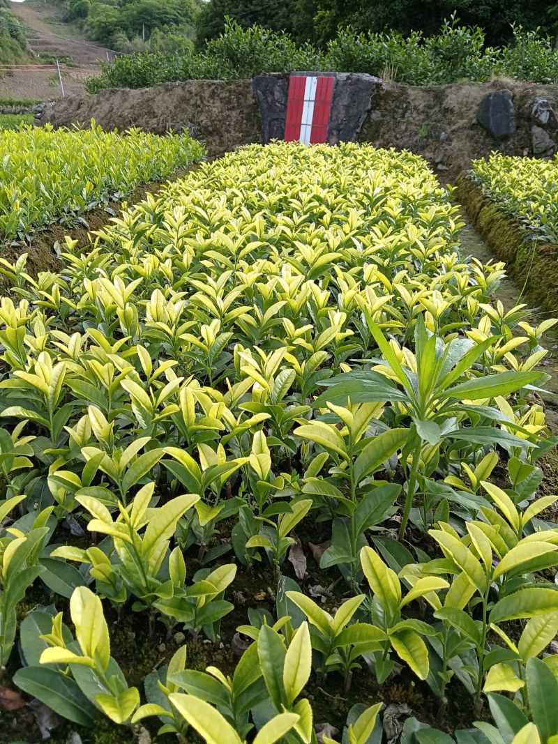 茶树苗金镶玉茶树苗，黄奶白色，绽放芽头，光泽耀眼，裁种易