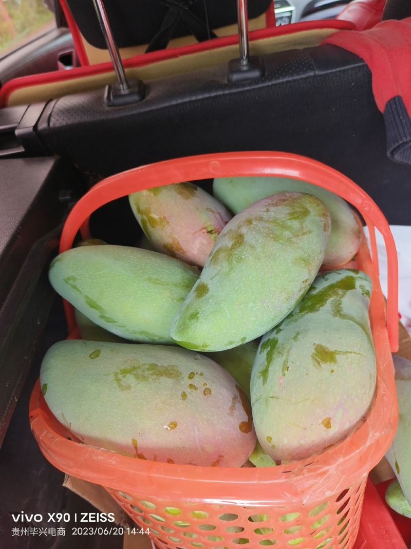 贵州台芒