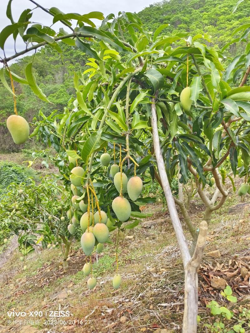 贵州台芒