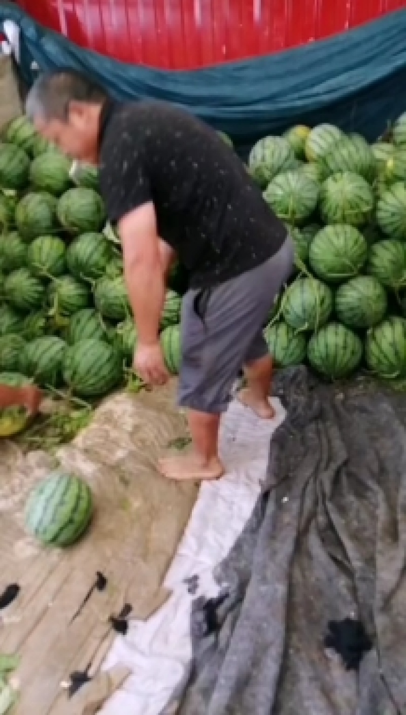 本地头茬麒麟西瓜，口感好，甜度正，现摘现发，真正一手货源