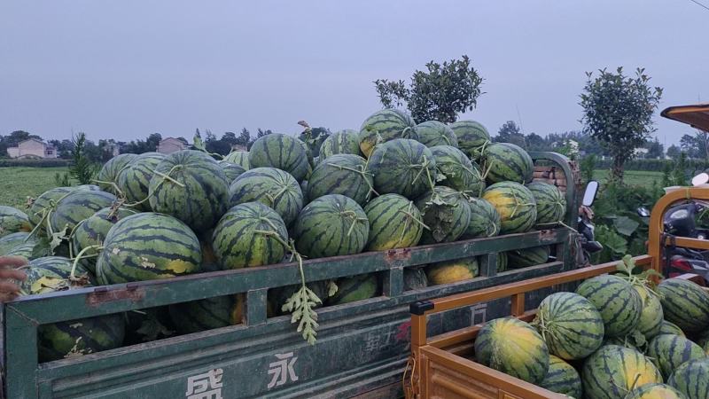 本地头茬麒麟西瓜，口感好，甜度正，现摘现发，真正一手货源