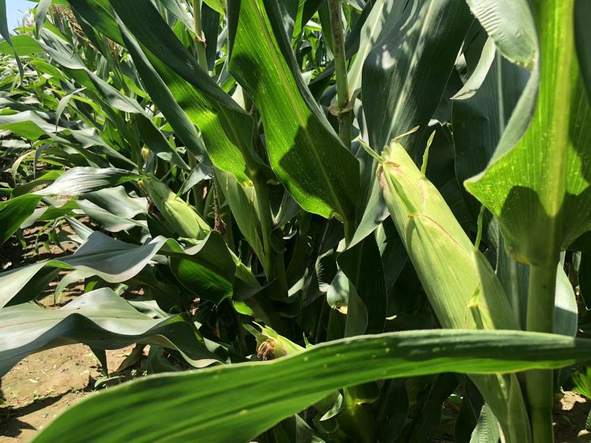 水果玉米田间生长图