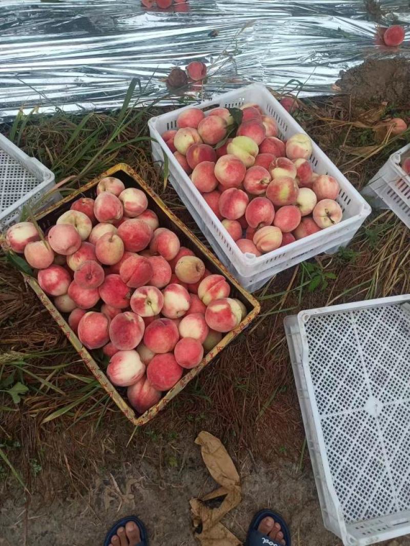 北京早十四十四号桃产地发货量大从优欢迎合作洽谈