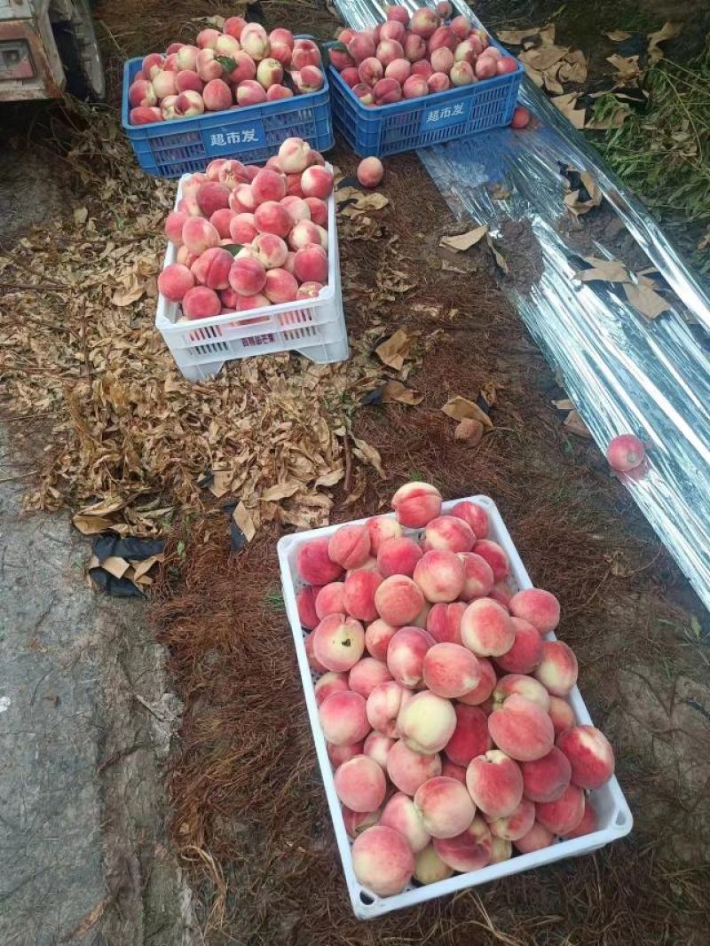 北京早十四十四号桃产地发货量大从优欢迎合作洽谈