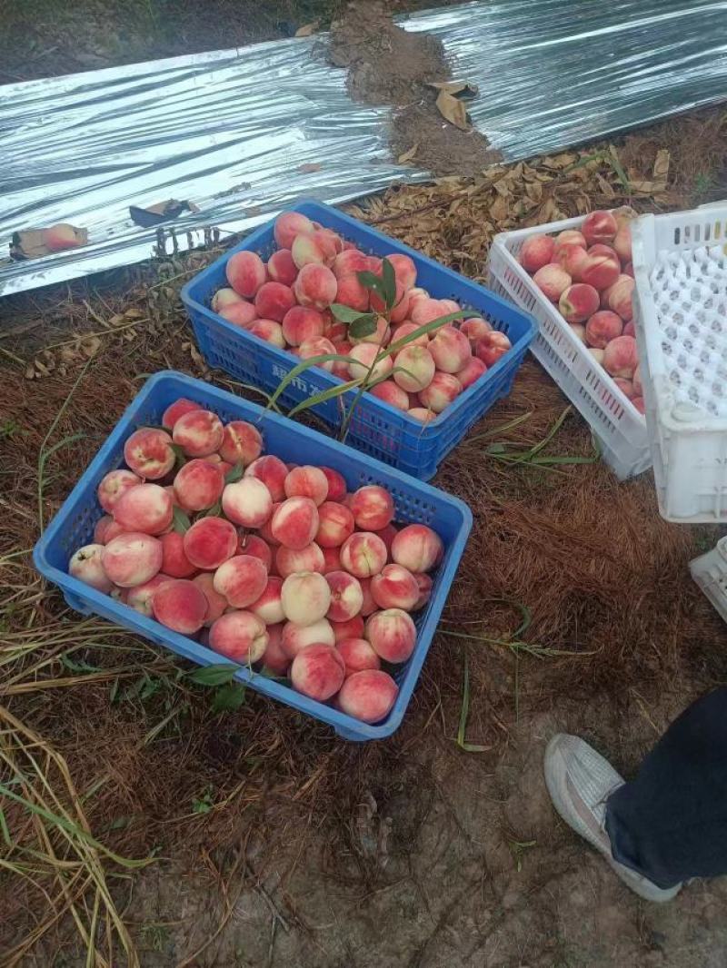 北京早十四十四号桃产地发货量大从优欢迎合作洽谈