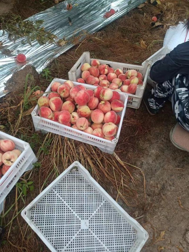 北京早十四十四号桃产地发货量大从优欢迎合作洽谈