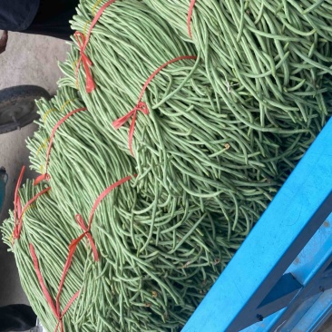 露地豆角大量上市，货源充足，实力供应各种渠道！