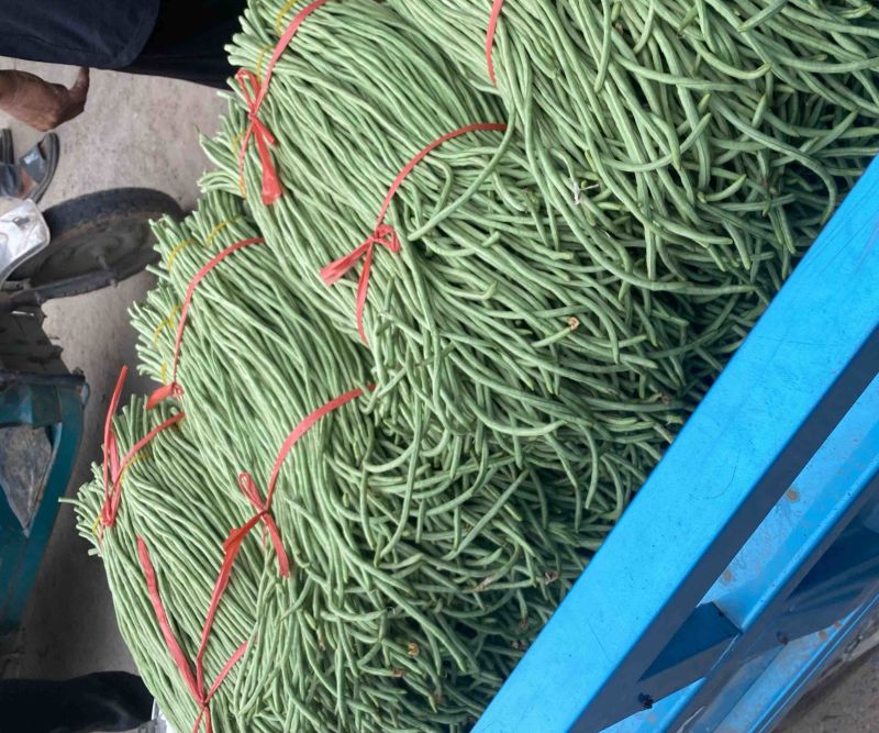 露地豆角大量上市，货源充足，实力供应各种渠道！