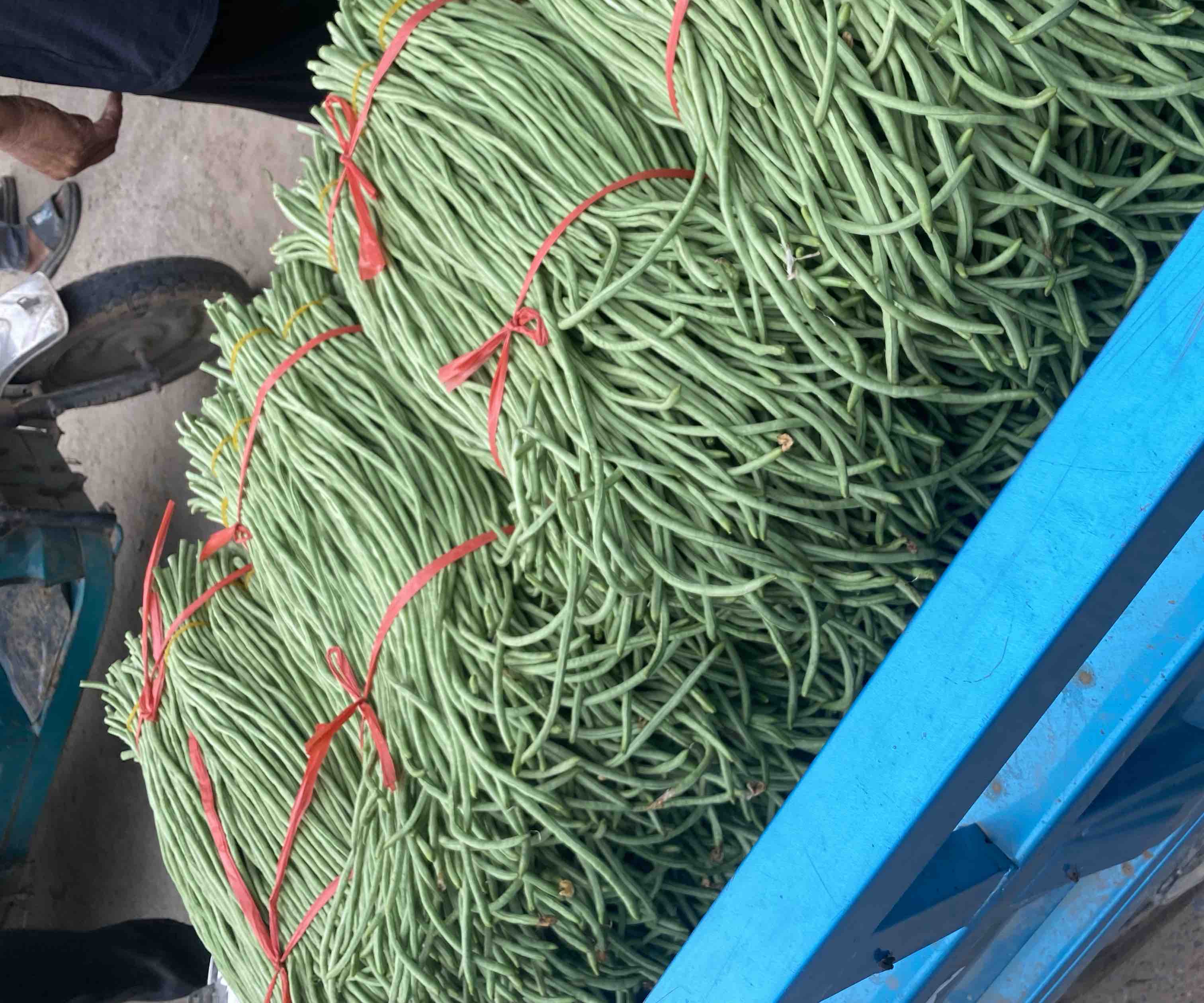 绿翡翠豆角采收与分级包装现场