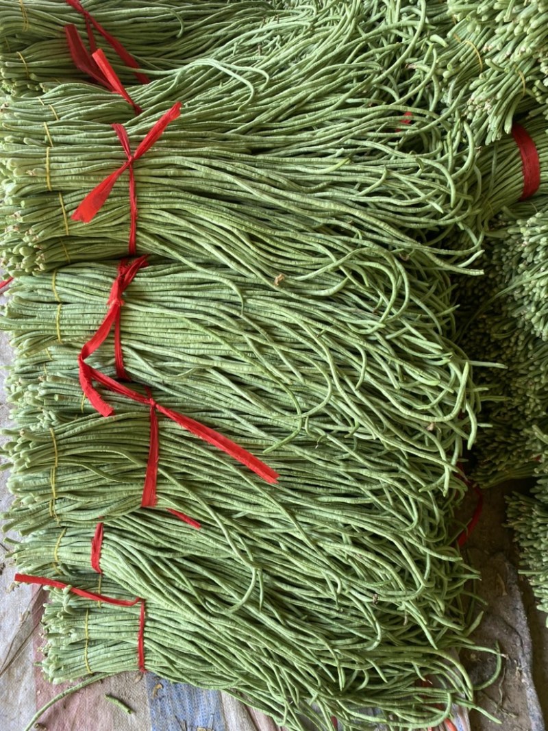 露地豆角大量上市，货源充足，实力供应各种渠道！