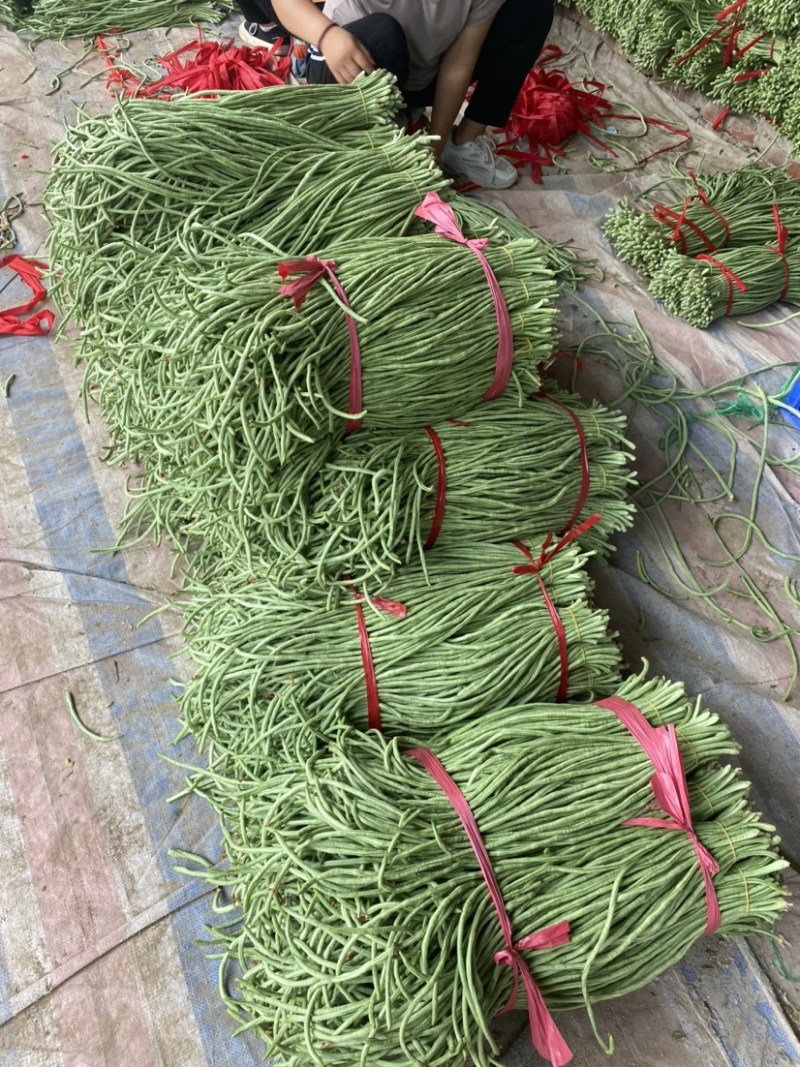 露地豆角大量上市，货源充足，实力供应各种渠道！