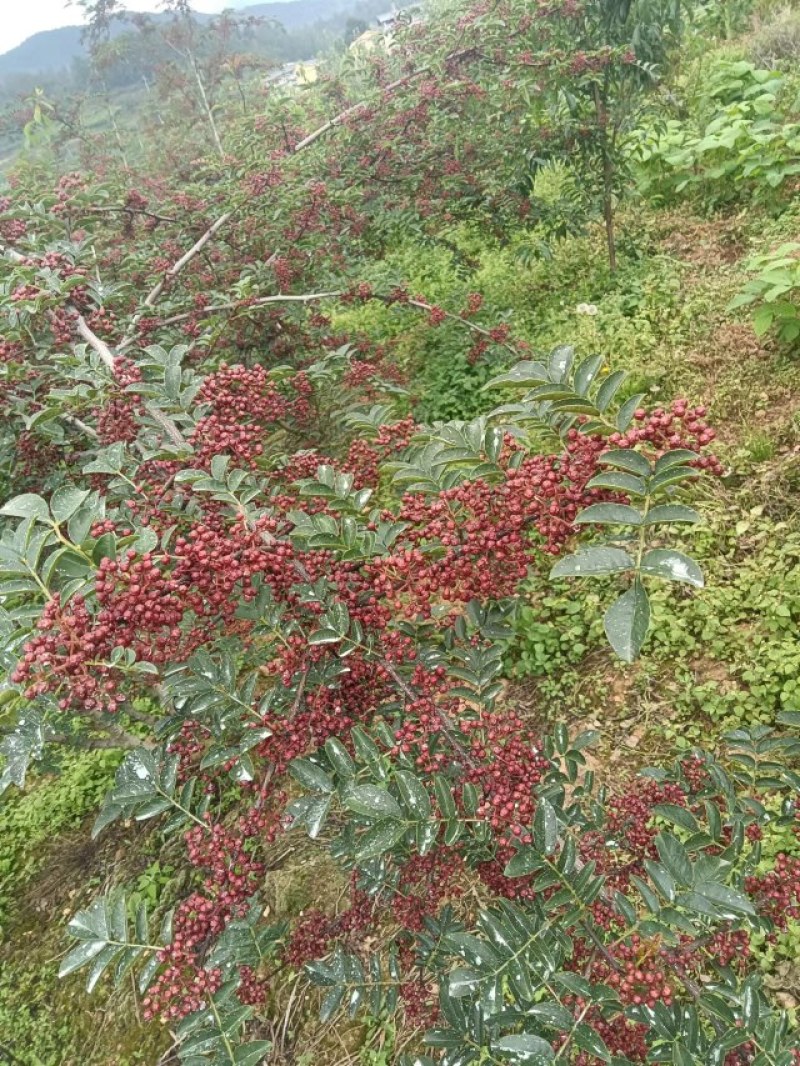 汉源红花椒大量上市，需要的老板联系我